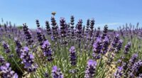 personal scent preferences vary