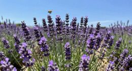 personal scent preferences vary