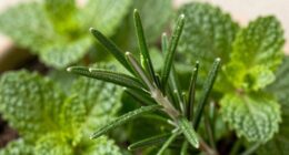 rosemary enhances mental clarity