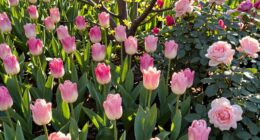 seasonal floral scent effectiveness