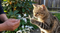 Cats find silver vine more potent than catnip: Japan study