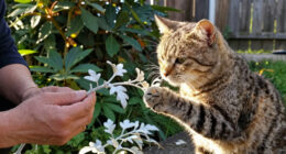 Cats find silver vine more potent than catnip: Japan study