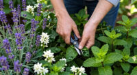 11 Best Fragrant Garden Plants in 2026