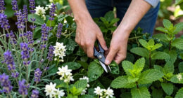 11 Best Fragrant Garden Plants in 2026