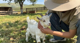 Baby Goats From A Traveling Petting Zoo Test Positive For Rabies