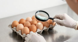 Fda Class I Egg Recall